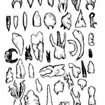 42 Teeth Drawing by Dr. John Beckmann